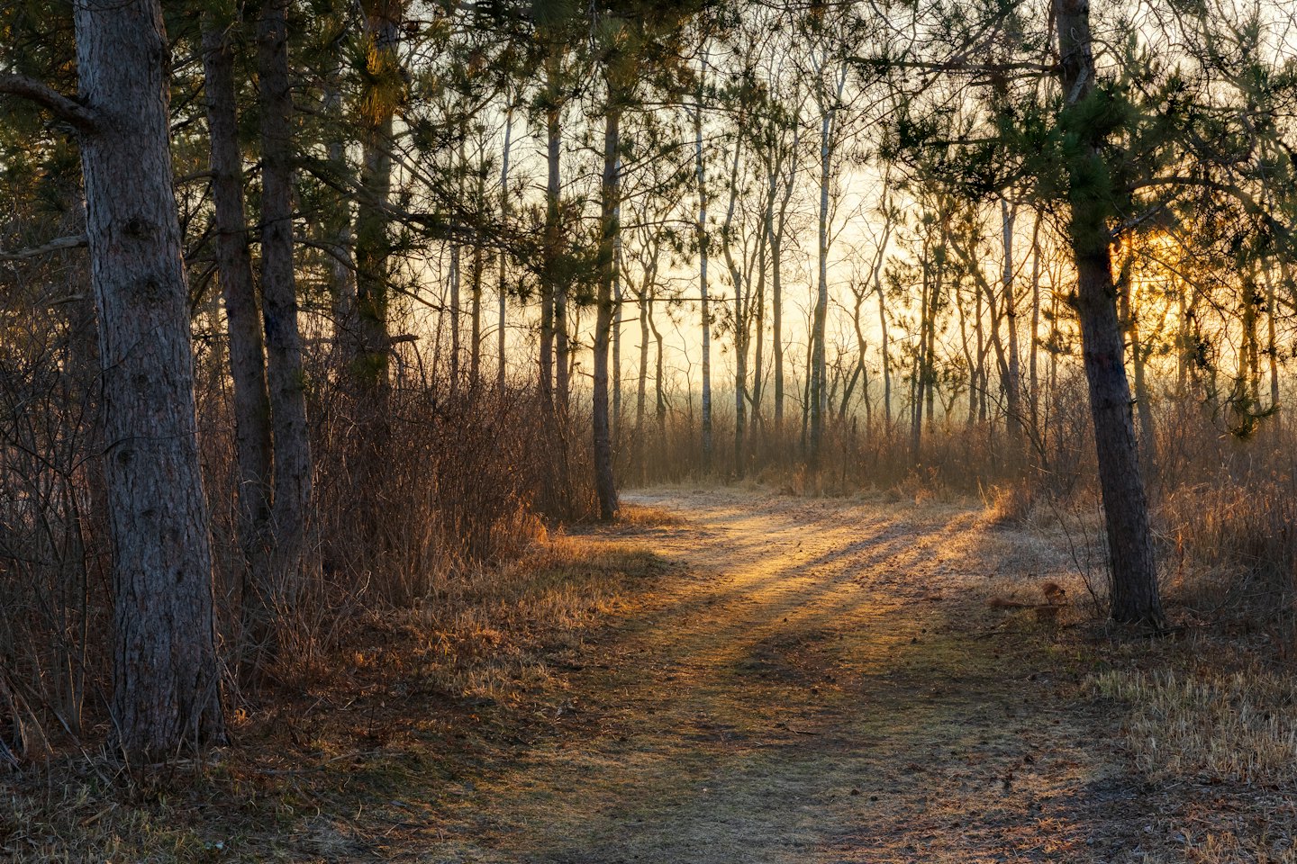 Un sendero serpenteante atraviesa un bosque de pinos.