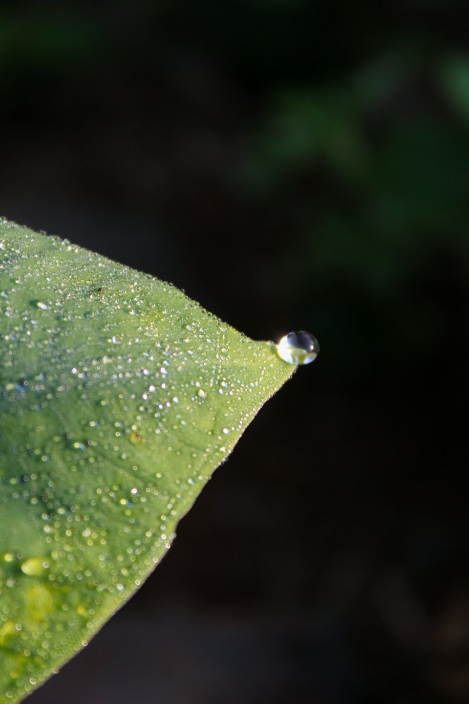 Una hoja verde cubierta de gotas de rocío brillantes.